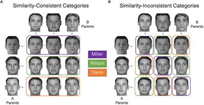 Category bias in similarity ratings: the influence of perceptual and strategic biases in similarity judgments of faces